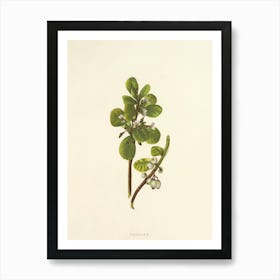 Berry Plant Art Print