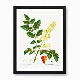 Koelreuteria Paniculata, Pierre Joseph Redoute Art Print