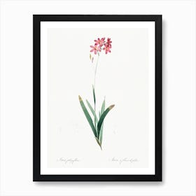 Corn Lily, Pierre Joseph Redoute 1 Art Print