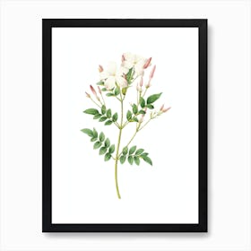 Vintage Spanish Jasmine Botanical Illustration on Pure White n.0283 Art Print