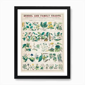 School And Family Charts, No Xxii Art Print