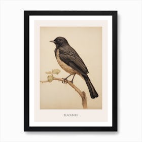 Vintage Bird Drawing Blackbird 3 Poster Art Print