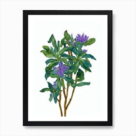 Cineraria Flowers (Senecio Hybrids) Watercolor Art Print