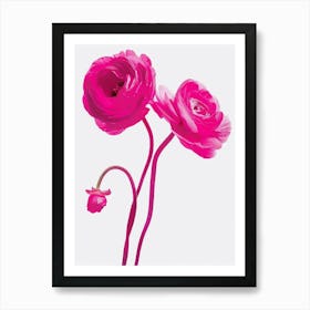 Hot Pink Ranunculus Art Print