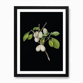 Vintage Plum Botanical Illustration on Solid Black Art Print