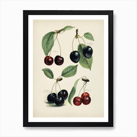 Vintage Illustration Of Cherry, John Wright Art Print