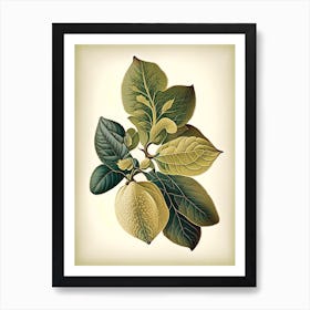 Quince Leaf Vintage Botanical 1 Art Print