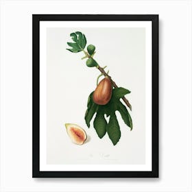 Fig (Ficus Carica Sativa) From Pomona Italiana (1817 - 1839), Giorgio Gallesio 4 Art Print