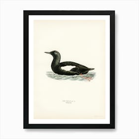 Black Guillemot, The Von Wright Brothers 1 Art Print