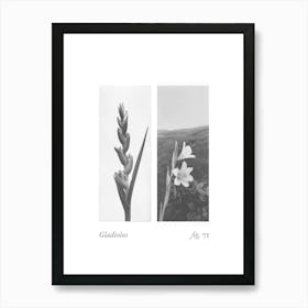 Gladiolus Botanical Collage 1 Art Print