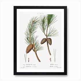 Virginia Pine, Pierre Joseph Redoute Art Print