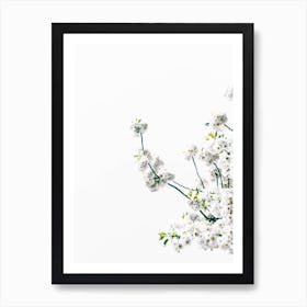 Blossum Branch Art Print