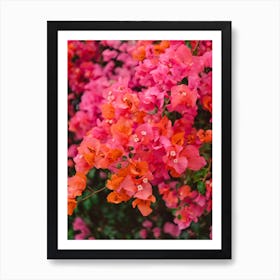 California Blooms XII Art Print