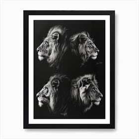 Barbary Lion Charcoal Drawing 1 Art Print