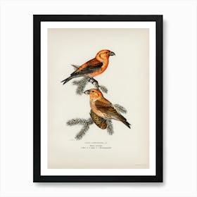 Red Crossbill (Loxia Curvirostra Bird), The Von Wright Brothers Art Print