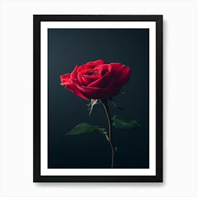 Single Red Rose On Black Background 36 Art Print