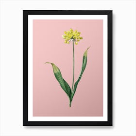 Vintage Golden Garlic Botanical on Soft Pink n.0840 Art Print