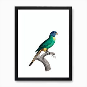 Vintage Blue Crowned Parakeet Bird Illustration on Pure White n.0004 Art Print