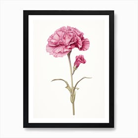 Carnations Flower Vintage Botanical 3 Art Print