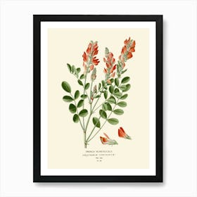 Botanical Illustration Of A Red Flower 1 Art Print