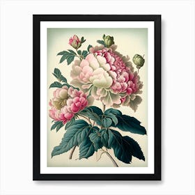 Peonies Vintage Botanical Art Print