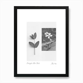 Forget Me Not Botanical Collage 4 Art Print