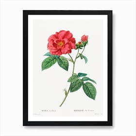 French Rose, Pierre Joseph Redoute Art Print