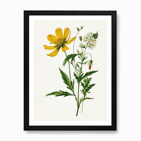 Vintage Botanical Galleria Style Wildflower Painting 14 Art Print