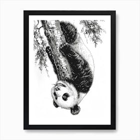 Giant Panda Cub Hanging Upside Down From A Tree Ink Illustration 2 Art Print