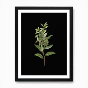 Vintage Evergreen Oak Botanical Illustration on Solid Black n.0345 Art Print