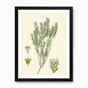 Thyme Art Print