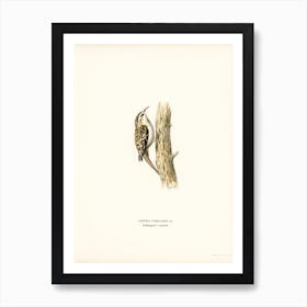 Eurasian Treecreeper, The Von Wright Brothers Art Print