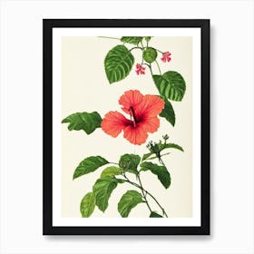 Hibiscus Vintage Botanical Flower Art Print