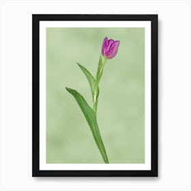 Purple Tulip on Green Affiche