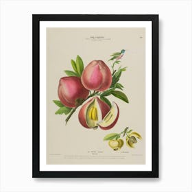 Pomegranate 5 Art Print