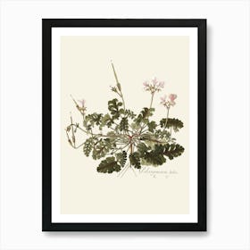 Geranium 10 Art Print