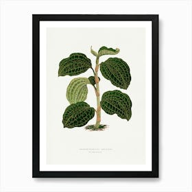 Vintage Botanical Art Print _2643231 Art Print