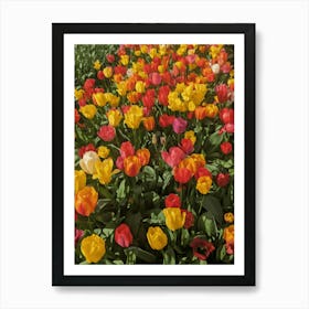 Amsterdam Tulip flowers Nature Art Botanical Travel Art Print