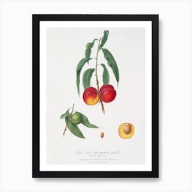Walnut Peach (Persica) From Pomona Italiana (1817 1839), Giorgio Gallesio Art Print