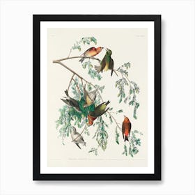 American Crossbill, Birds Of America, John James Audubon Art Print
