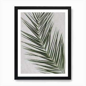 Tropical Palm Leaf Closeup Art Print