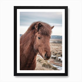 Icelandic Horse Art Print