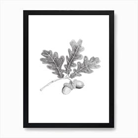 Acorn Pencil Drawing Art Print