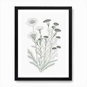 Camomile Herb William Morris Inspired Line Drawing 2 Art Print