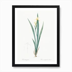 Yellow Banded Iris Illustration From Les Liliacées (1805), Pierre Joseph Redoute Art Print