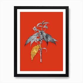Vintage Commelina Zanonia Black and White Gold Leaf Floral Art on Tomato Red n.0327 Art Print