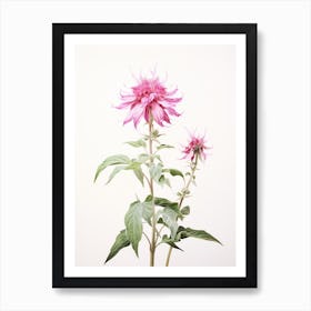 Pressed Flower Botanical Art Bee Balm 1 Art Print