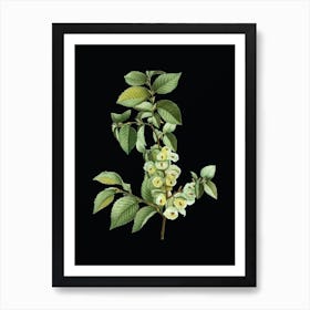 Vintage Field Elm Botanical Illustration on Solid Black n.0976 Art Print