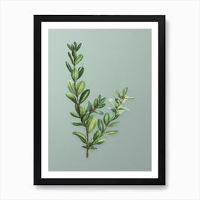 Vintage Buxus Colchica Bush Botanical Art on Mint Green n.0396 Art Print