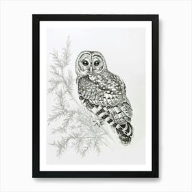Spotted Owl Drawing 4 Art Print